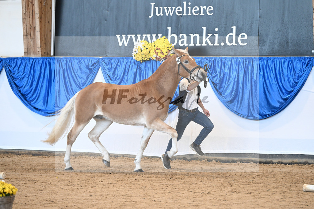 Kat-Nr. 12 Amaretto Ass v. Abraxas_Kern_48250900 | hf-fotografie - Realisiert mit Pictrs.com