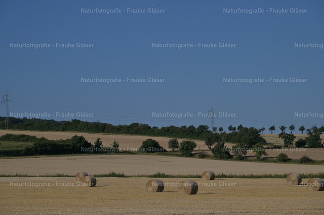 F.Gläser_0798 | Naturfotografie Frauke Gläser - Realisiert mit Pictrs.com