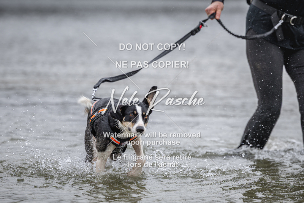 nelerasche_Hulsbeek_Sa1330-1430_649 | nelerasche