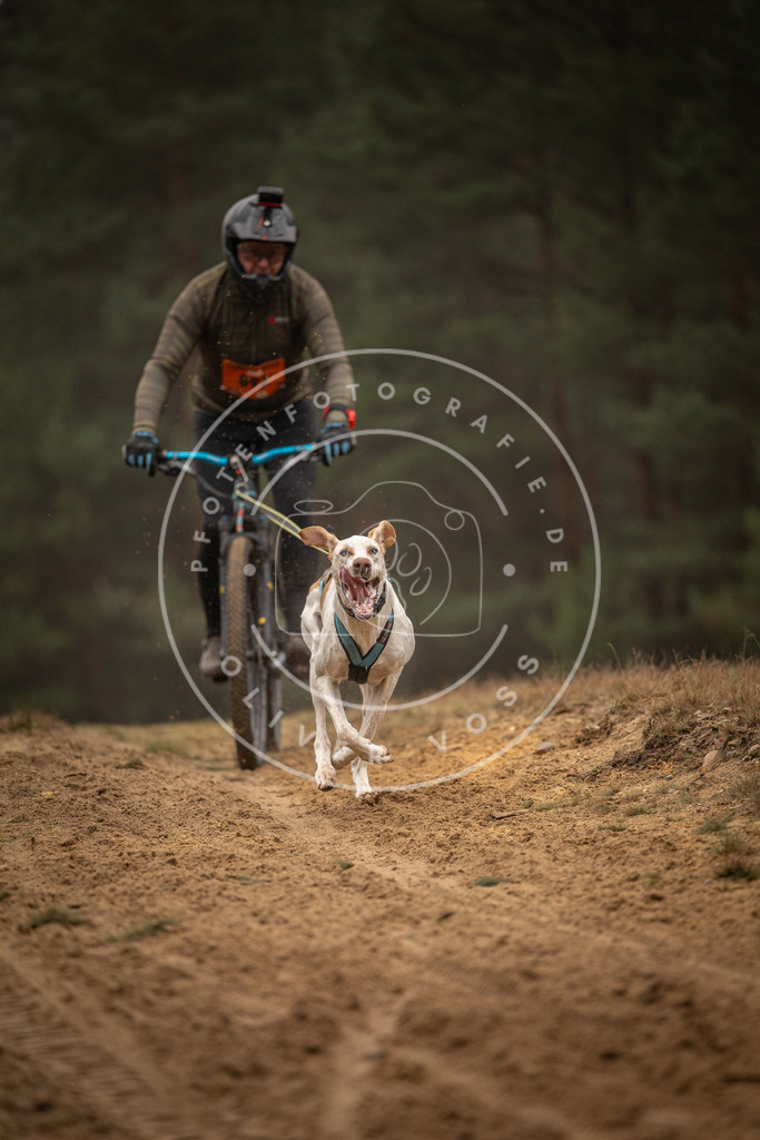 Pfotenfotografie_DV3A3106 | Hundefotografie, Tierfotograf, Pfotenfotografie, Fotoshooting Hund, Hunde Portrait, Hundesport, Hundeportraits, Heideshooting, Hunde, Sportfotograf, Hundefotograf, Turnierhundsport, THS,  - Realisiert mit Pictrs.com