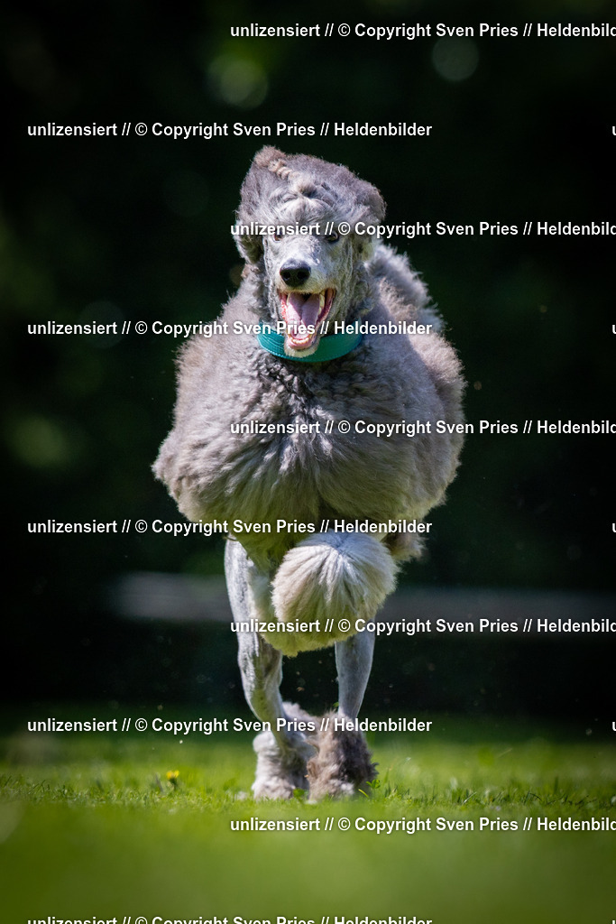 Sven Pries | 2025-08-10 - Hunderennen Durlach - Realisiert mit Pictrs.com