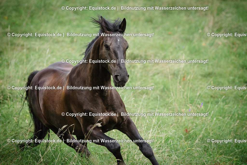 TS_20160811_Brauner_in_Bewegung_0004 | Foto: Thomas Hartig