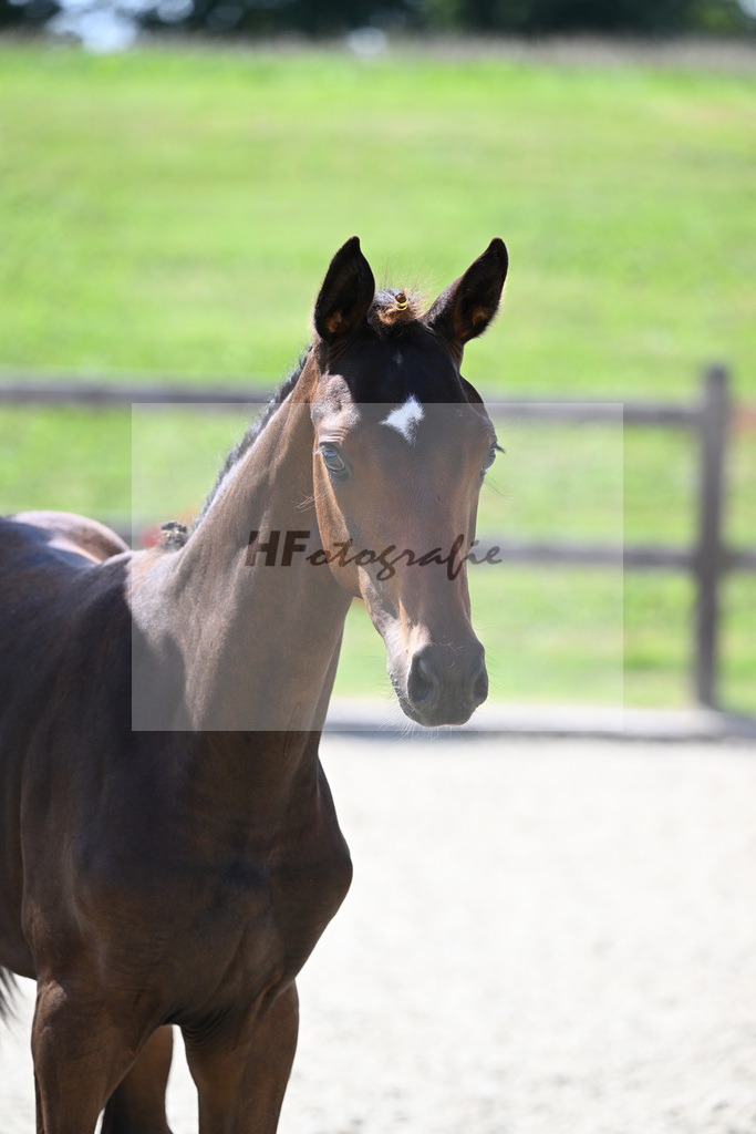 Kat-Nr. 42 SF Zuperman x Un Amore_Apfelbeck_28230750 | hf-fotografie - Realisiert mit Pictrs.com