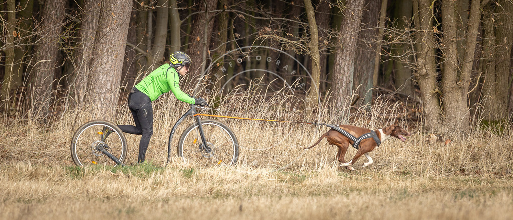 DV3A4858 | Hundefotografie, Tierfotograf, Pfotenfotografie, Fotoshooting Hund, Hunde Portrait, Hundesport, Hundeportraits, Heideshooting, Hunde, Sportfotograf, Hundefotograf, Turnierhundsport, THS,  - Realisiert mit Pictrs.com
