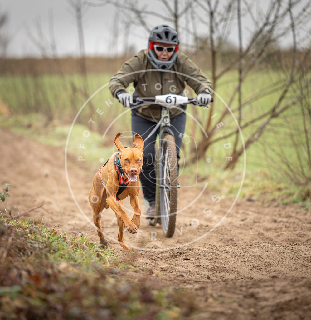 DV3A9383 | Hundefotografie, Tierfotograf, Pfotenfotografie, Fotoshooting Hund, Hunde Portrait, Hundesport, Hundeportraits, Heideshooting, Hunde, Sportfotograf, Hundefotograf, Turnierhundsport, THS,  - Realisiert mit Pictrs.com