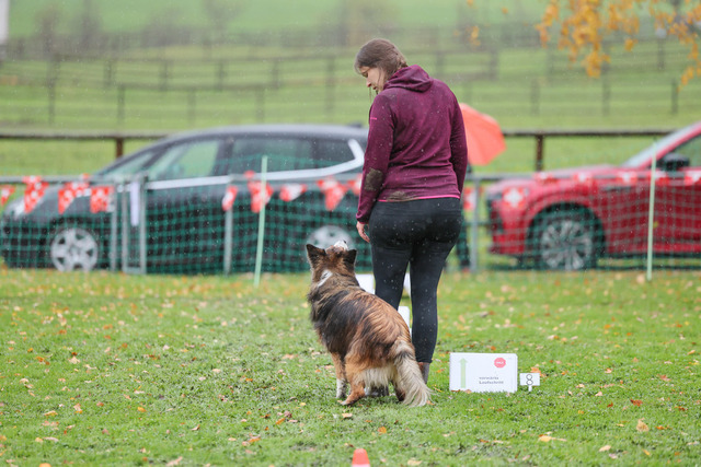 2025_Rally_Obedience_SM-180 | Ich fotografiere Hundeausstellungen, Sportanlässe, Zuchtstätten, Hundezucht, Hundeportrait, Lagotto - Realisiert mit Pictrs.com