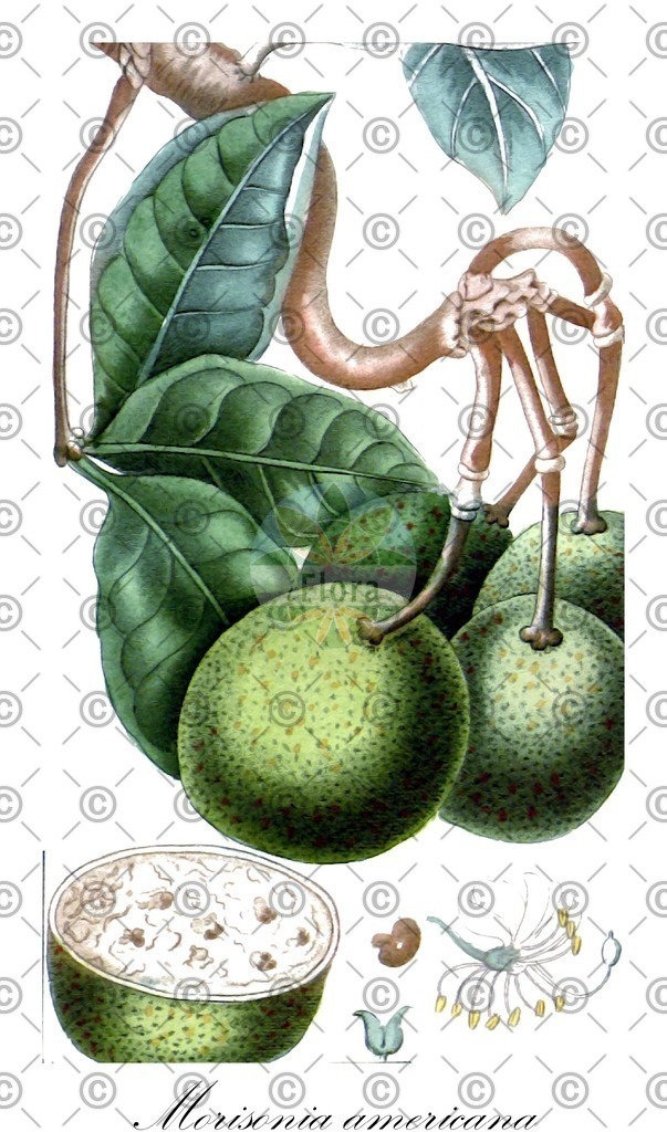 HistAbb_wfo-0000246251_1_ENZY_Simple | Historische Abbildung von Morisonia americana - Capparaceae | Historical Illustration of Morisonia americana - Capparaceae