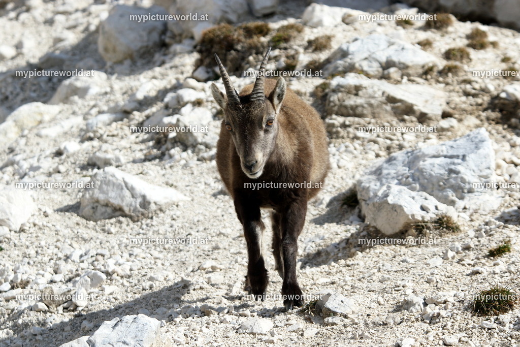Alpensteinbock-092 | Das Bilderarchiv über Tiere, Planzen und Landschaften. In der Bilddatenbank finden Sie ein große Auswahl an hochwertigen Bilder für Ihre Werbung - Realisiert mit Pictrs.com