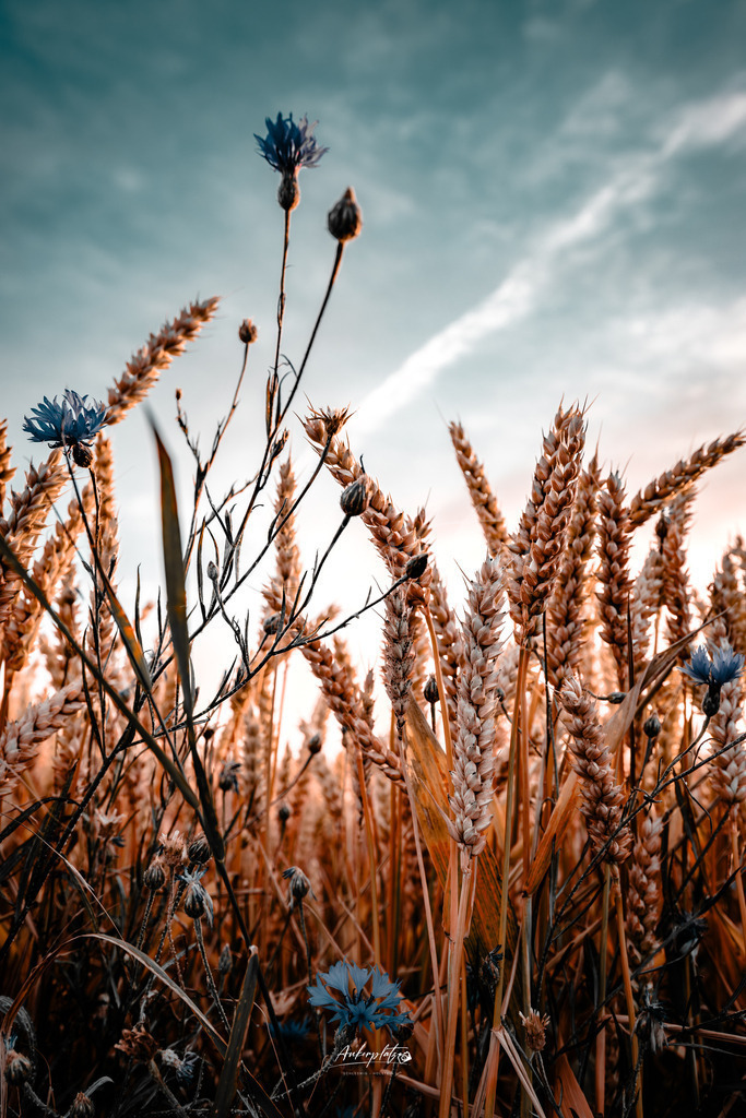 Weizen | ankerplatz-schleswig-holstein - Realisiert mit Pictrs.com