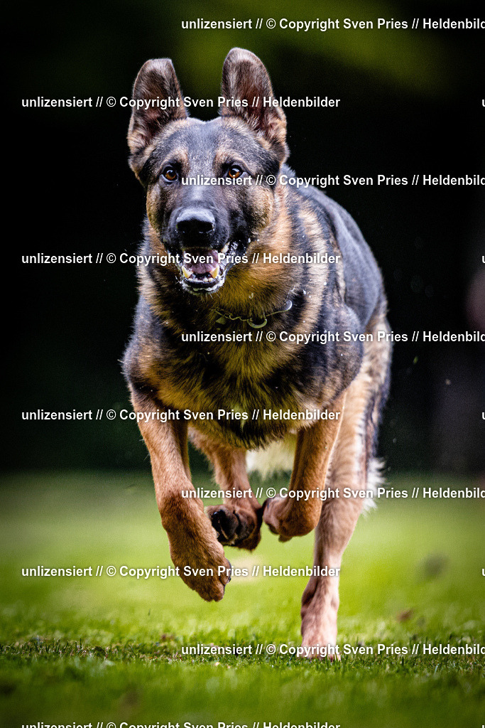 Sven Pries | 2025-10-03 - Hunderennen Obergrombach - Realisiert mit Pictrs.com
