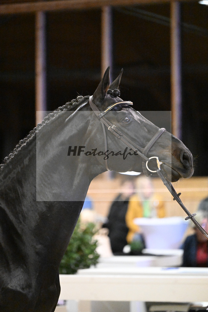 Adzaro de L Abbaye B_5251014 | hf-fotografie - Realisiert mit Pictrs.com