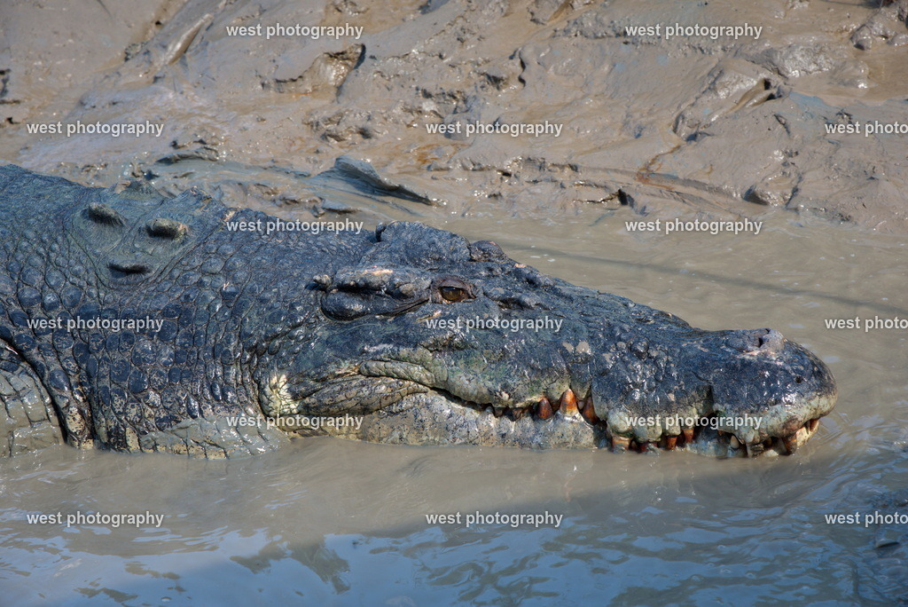Saltwater Crocodile 2 - AUS 2016 | west photography - Realisiert mit Pictrs.com
