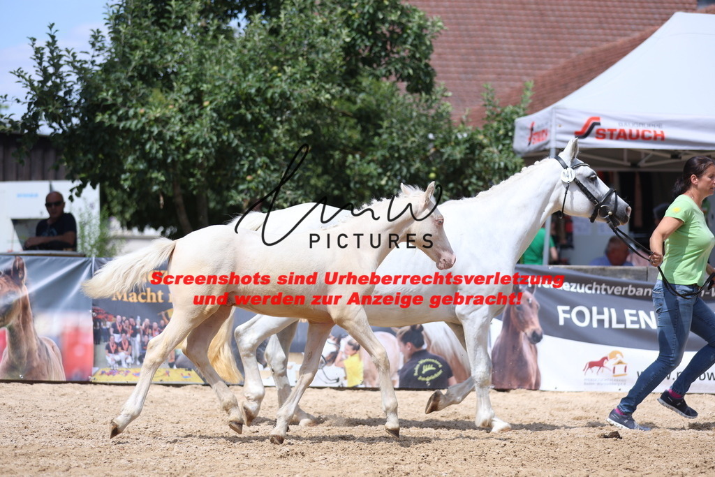 Fohlenschau_Schwäbisch_Hall_Ponys_KN 41_6 | lmwpictures - Realisiert mit Pictrs.com