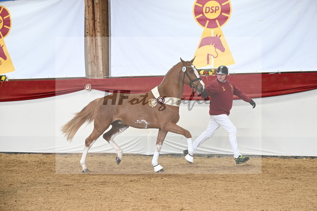Kat.-Nr. 21 v. Emerald van het Ruytershof_Wiedemann_3265275 | hf-fotografie - Realisiert mit Pictrs.com