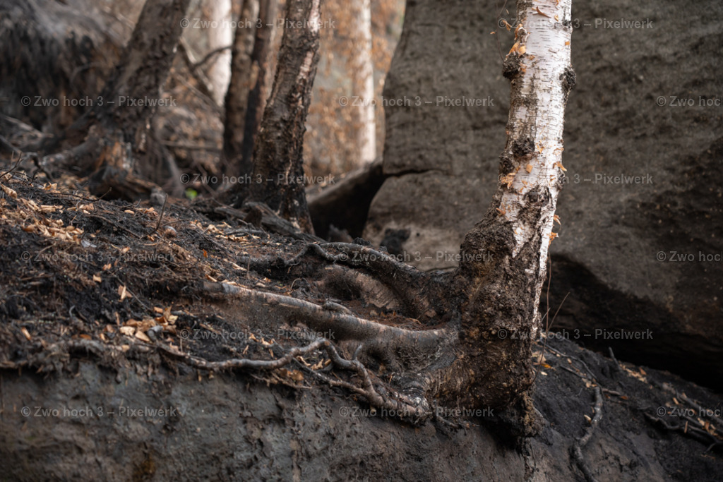 Obere_Affensteinpromenade_Siegfried_Bergfried_Birke_Wurzel | 2022-09-02_Waldbrandgebiete_2 - Realisiert mit Pictrs.com