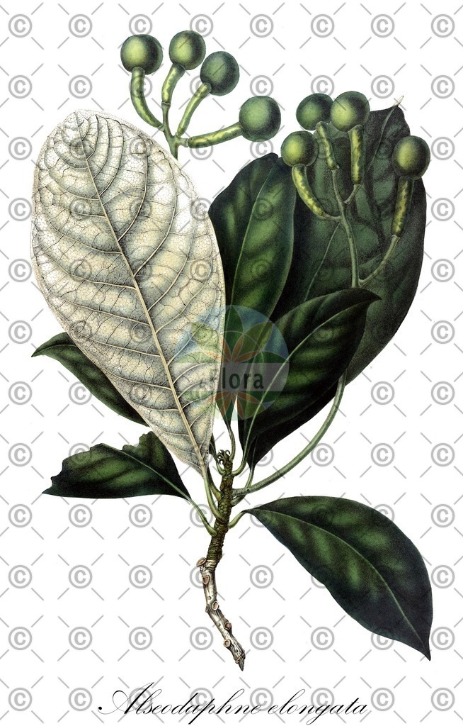 HistAbb_wfo-0000527419_1_ENZY_Simple | Historische Abbildung von Alseodaphne elongata - Lauraceae | Historical Illustration of Alseodaphne elongata - Lauraceae