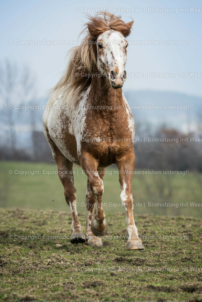 20150315_TOMsPiC_0063 | equistock