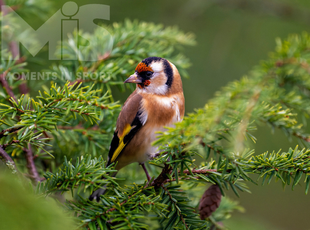 MIS_170320cm035.JPG | 07.11.2022,  Bad Wörishofen (Unterallgäu) Ein Distelfink (Carduelis carduelis) bei der Futtersuche. In den kleinen Zapfen findet er proteinreiche Samen. - Realisiert mit Pictrs.com