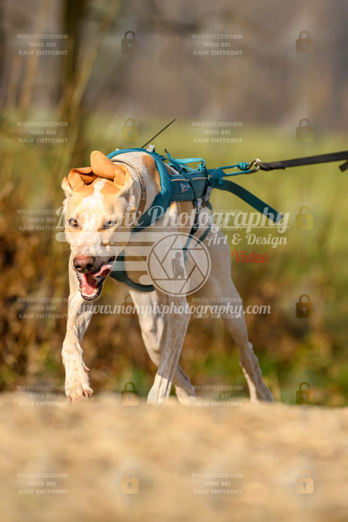 MompixPhotography_6ReiatRennen2026_SA_HappyDog-140 | PayLife