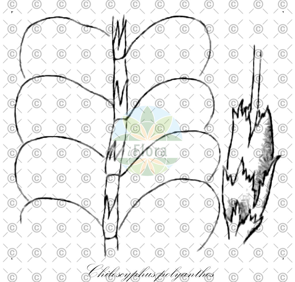 HistAbb_EMP_28795_SRC_Schlechtendal_FLORAD_SIMPLE | Historische Abbildung von Chiloscyphus polyanthos - Lophocoleaceae | Historical Illustration of Chiloscyphus polyanthos - Lophocoleaceae