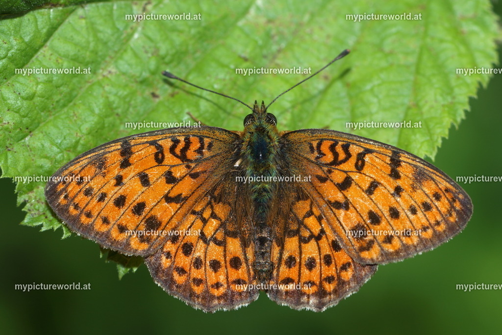 Brenthis hecate-005 | Das Bilderarchiv über Tiere, Planzen und Landschaften. In der Bilddatenbank finden Sie ein große Auswahl an hochwertigen Bilder für Ihre Werbung - Realisiert mit Pictrs.com