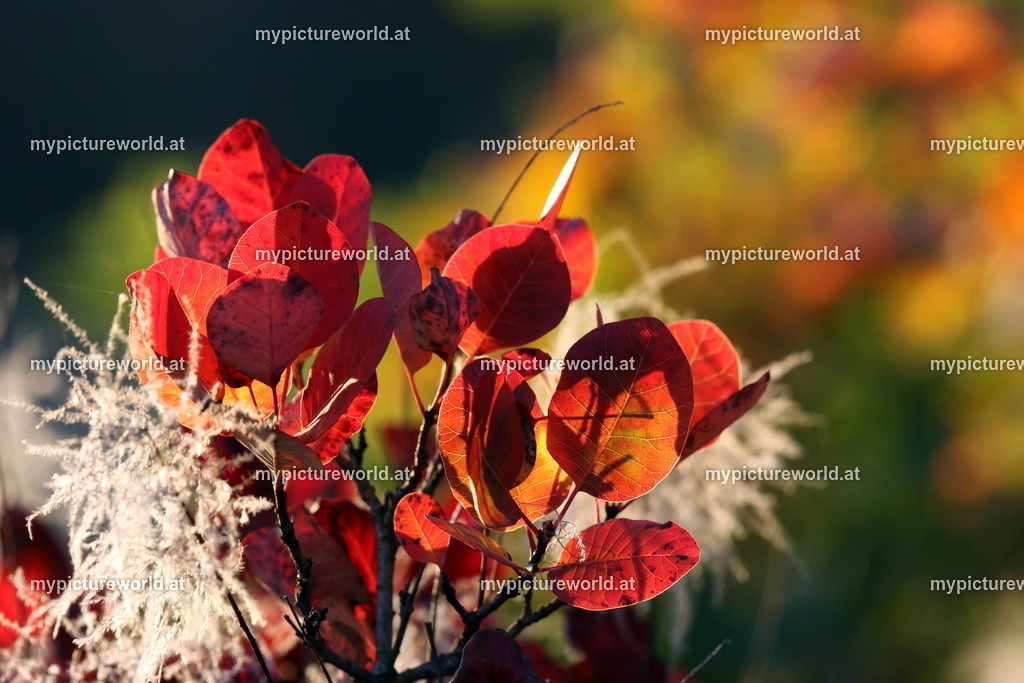 Perückenstrauch-014 | Das Bilderarchiv über Tiere, Planzen und Landschaften. In der Bilddatenbank finden Sie ein große Auswahl an hochwertigen Bilder für Ihre Werbung - Realisiert mit Pictrs.com