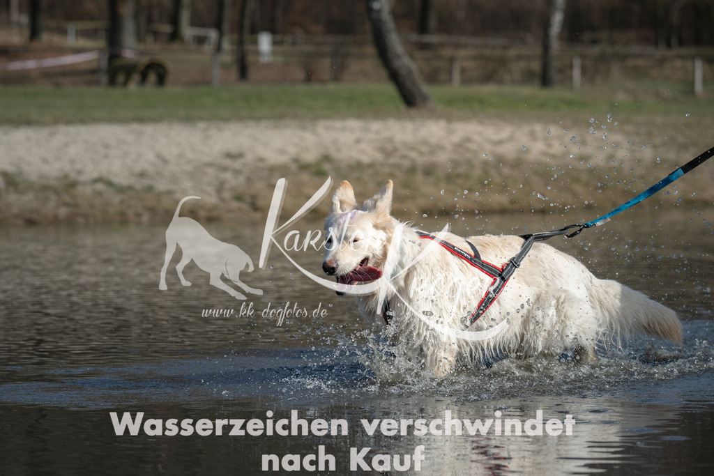 1330_ZZ96622 | kk-dogfotos