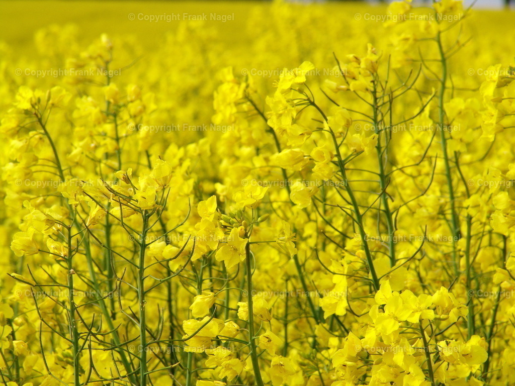 Rapsfelder auf Rügen | Blühende Rapsfelder auf der Insel Rügen sind  typische Landschaftsbilder - Realisiert mit Pictrs.com