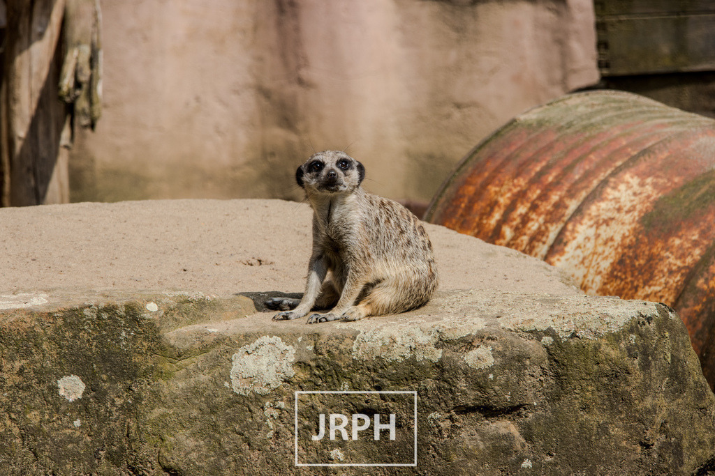 IMG_7294 | jrph - Realisiert mit Pictrs.com