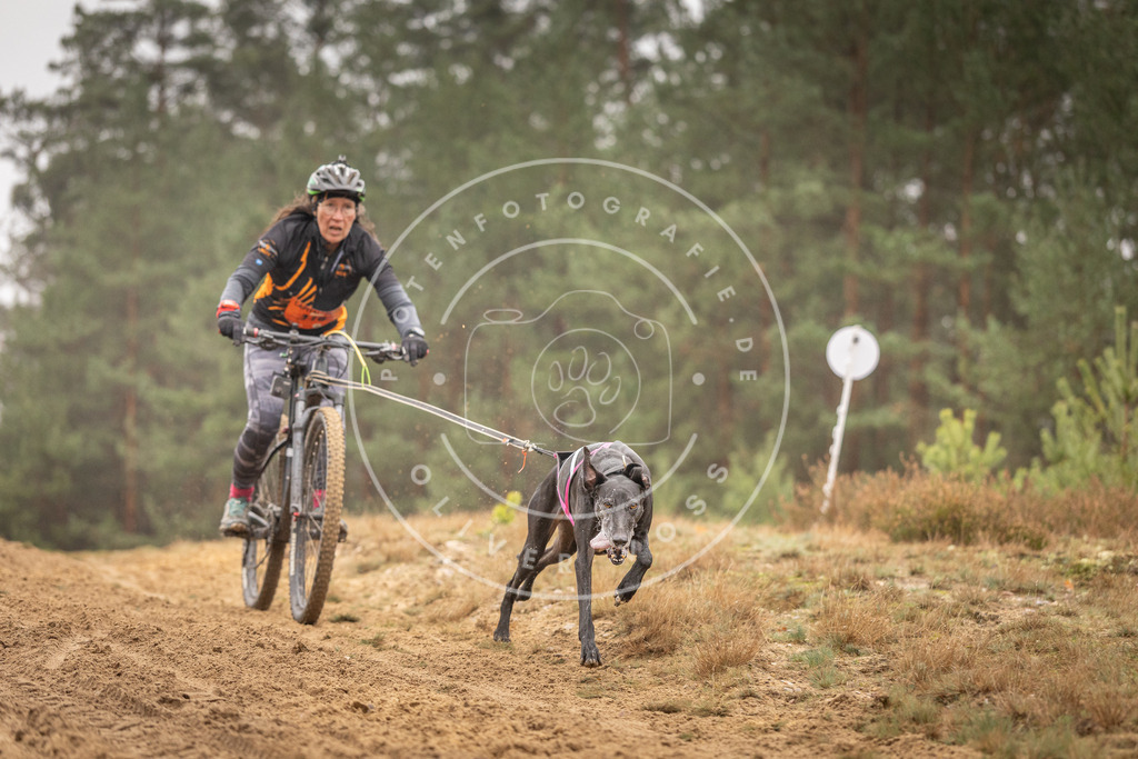 Pfotenfotografie_DV3A3459 | Hundefotografie, Tierfotograf, Pfotenfotografie, Fotoshooting Hund, Hunde Portrait, Hundesport, Hundeportraits, Heideshooting, Hunde, Sportfotograf, Hundefotograf, Turnierhundsport, THS,  - Realisiert mit Pictrs.com