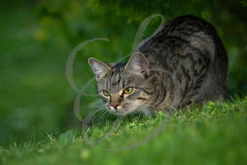 _DSC1417 | sebastiandoebroessy - Realisiert mit Pictrs.com