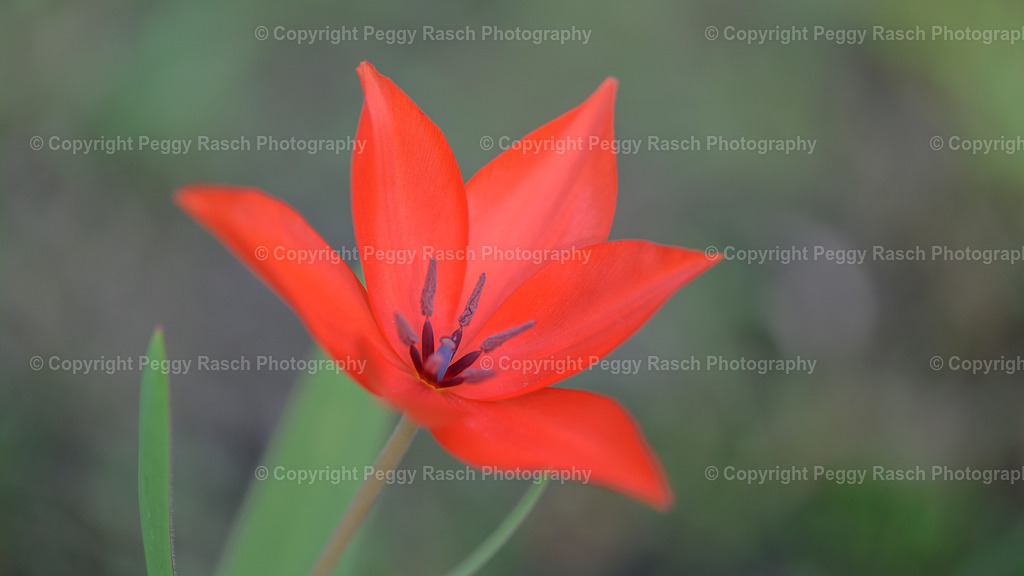 Tulpee | Tulpe - Realisiert mit Pictrs.com