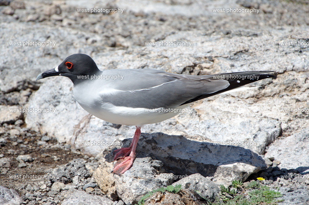 Swallow-tailed gull - EQU 2015 | west photography - Realisiert mit Pictrs.com