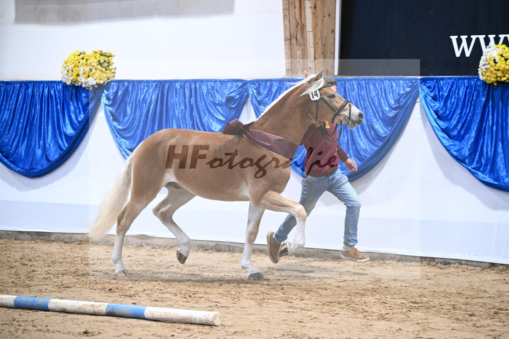 Kat-Nr. 14 Stefano Amore v. Steingold_Bachmann_48251784 | hf-fotografie - Realisiert mit Pictrs.com