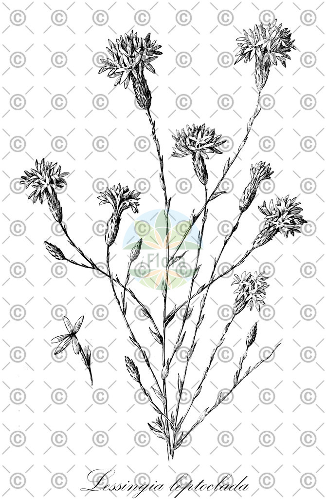 HistAbb_7P7BR_1_ENZY_Simple | Historische Abbildung von Lessingia leptoclada - Asteraceae | Historical Illustration of Lessingia leptoclada - Asteraceae