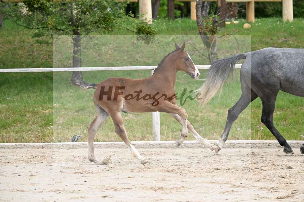 Kat-Nr. 5 HF Aganix du Seigneur x Dominator Z_Daurer_24260063 | hf-fotografie - Realisiert mit Pictrs.com
