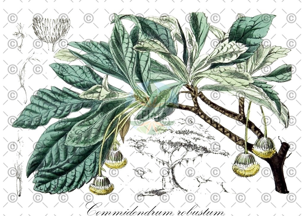 HistAbb_wfo-0000617330_1_ENZY_Simple | Historische Abbildung von Commidendrum robustum - Asteraceae | Historical Illustration of Commidendrum robustum - Asteraceae