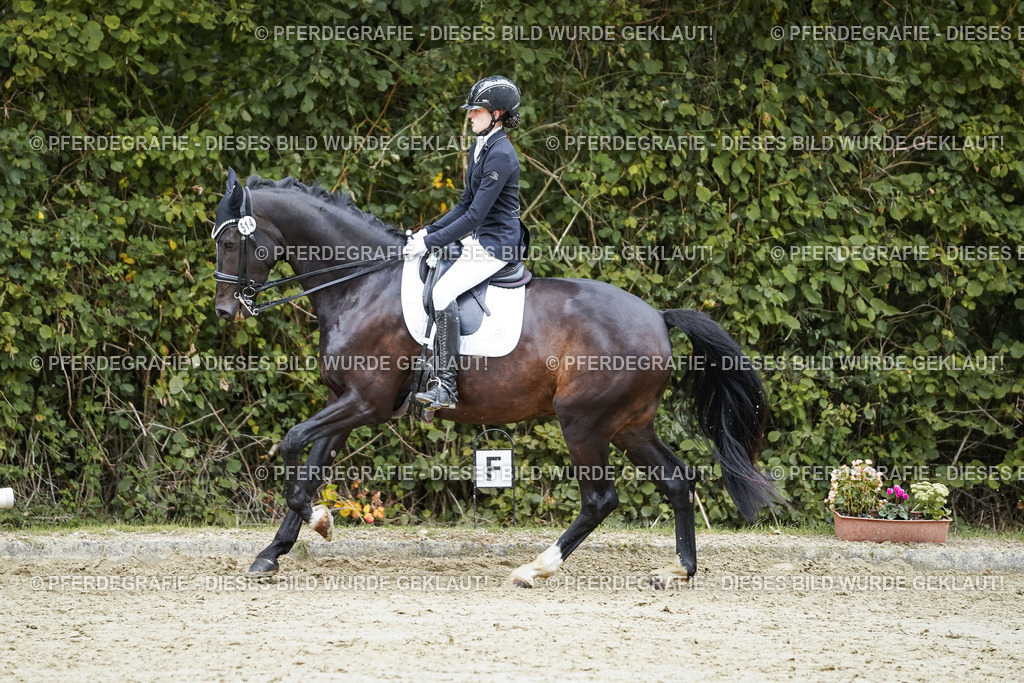 DSC01273 | Pferdegrafie