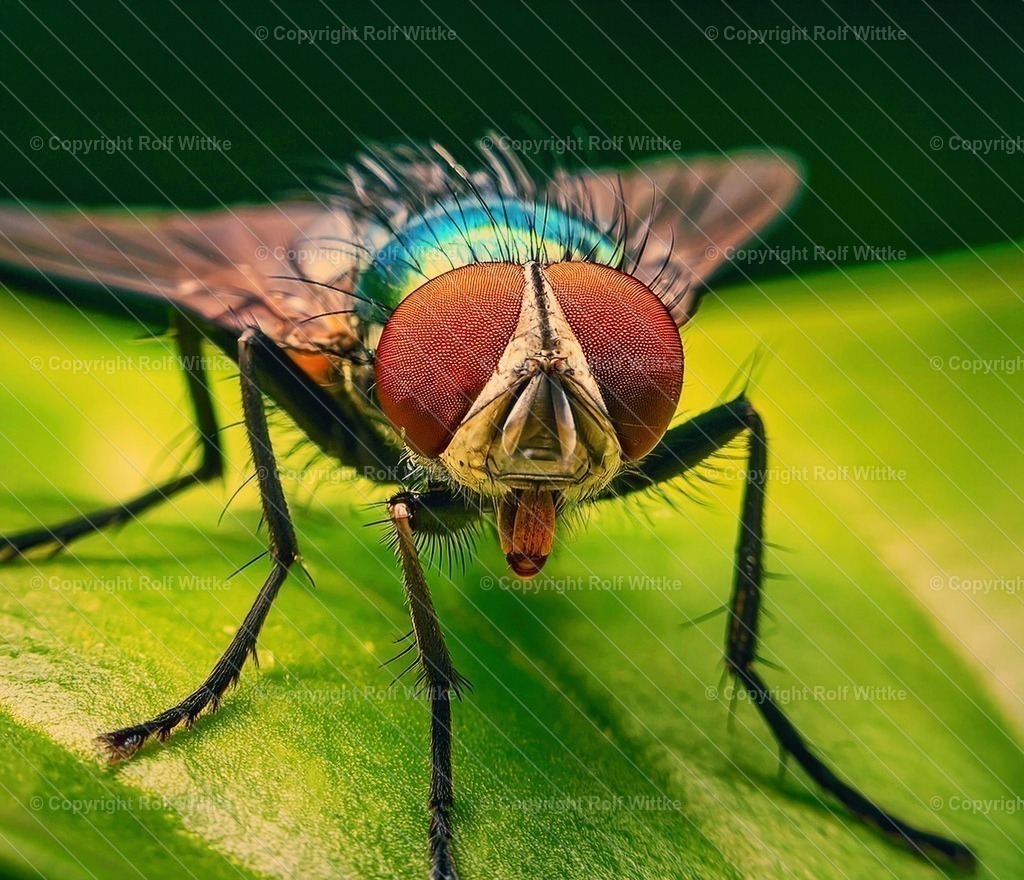 makro fliege-2 | Rolf Wittke  - Realisiert mit Pictrs.com