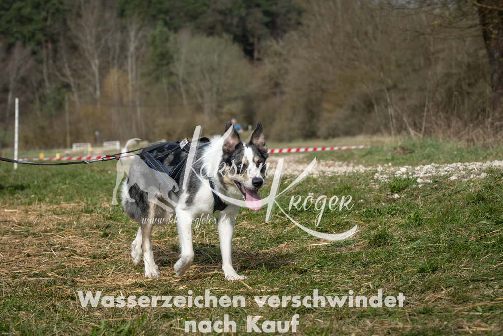 1047_ZZ93771 | kk-dogfotos