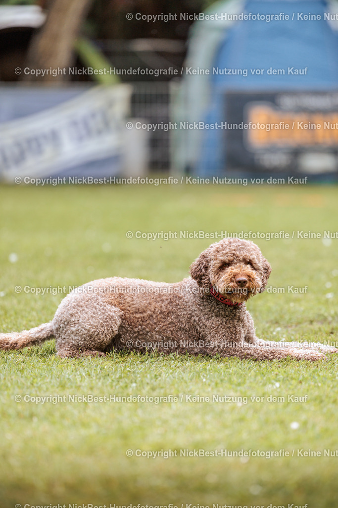 RO-Blumenthal-2026-Nickbest-Hundefotografie-2026 | Dein Hund! Dein Moment! Deine Erinnerungen! Hundefotografie in Bremen Blumenthal. Ich fange die besonderen Momente deines Vierbeiners ein – ob Indoor mit Blitzanlage oder in der freien Natur. Sicher dir dein Moment und dein Termin für eure Erinnerungen.