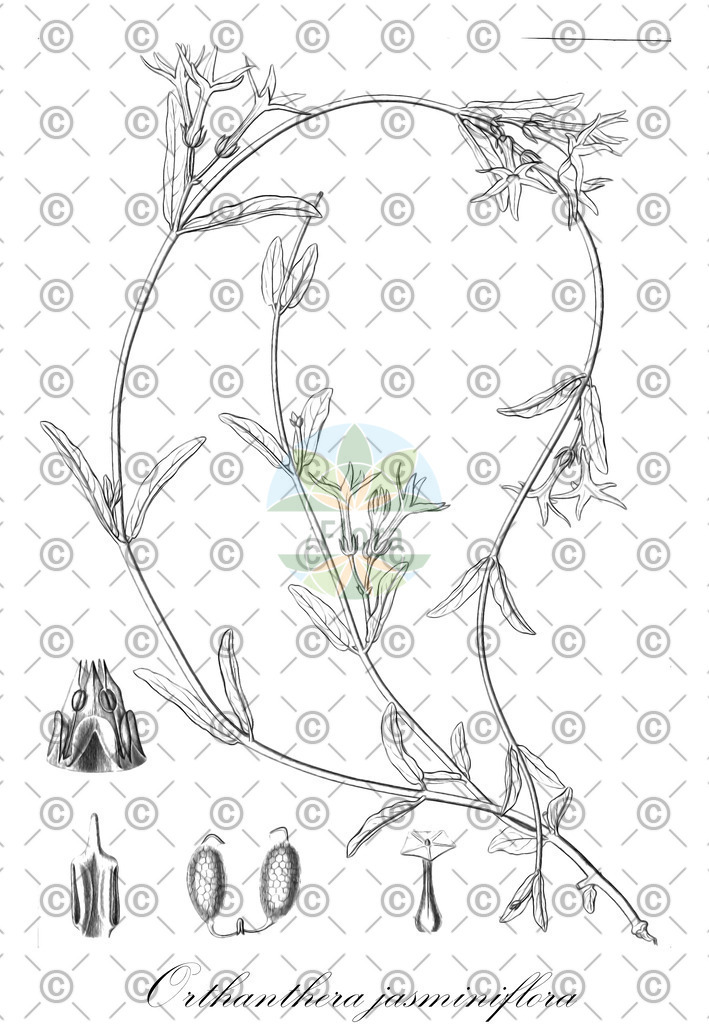 HistAbb_EMP_28809_SRC_Sowerby_FLORAD_SIMPLE | Historische Abbildung von Orthanthera jasminiflora - Apocynaceae | Historical Illustration of Orthanthera jasminiflora - Apocynaceae