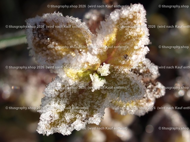 P1214139-titusgraphy | Fotokunstarbeit aus der INSTAGRAM-Gallerie auf titusgraphy.eu - Realisiert mit Pictrs.com