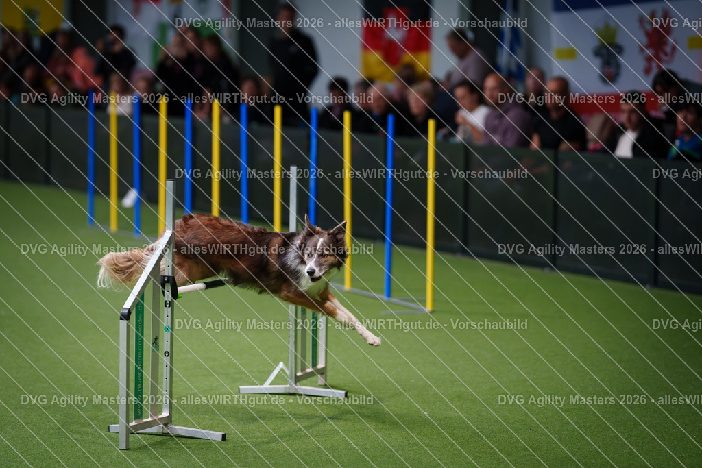 allesWIRTHgut_Tierfotografie-DVG_Agility_Masters_2026-09_40-7R502363 | Professionelle Tierfotografie in Mönchengladbach von Daniel Wirth (allesWIRTHgut). Liebevolle & natürliche Bilder von Hunden & Katzen für unvergessliche Erinnerungen.