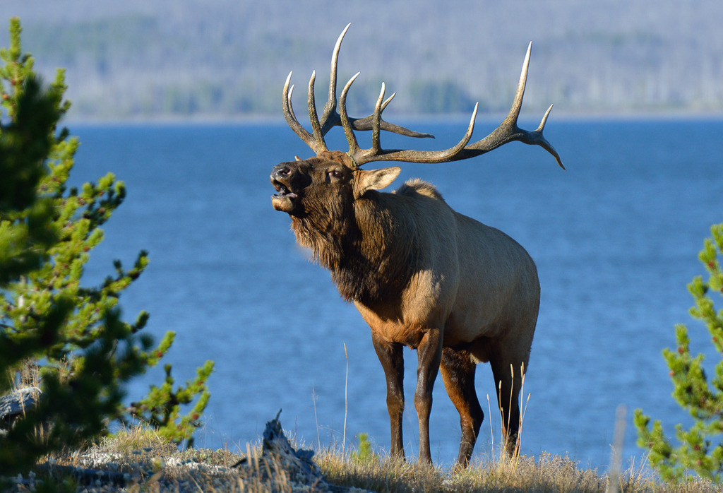wapiti-2015-391 | Brunftzeit im Yellowstone National Park: Nach der erfolgreichen Vertreibung seines Widersachers präsentiert sich der siegreiche Wapiti-Bulle in ganzer Größe am Ufer des Yellowstone Lake. - Realisiert mit Pictrs.com