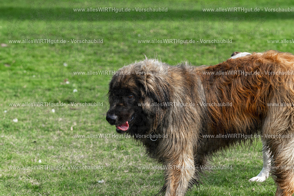 Hundeschwimmen_Volksbad_2026-allesWIRTHgut_Tierfotografie-2609061528-FAY07231 | Professionelle Tierfotografie in Mönchengladbach von Daniel Wirth (allesWIRTHgut). Liebevolle & natürliche Bilder von Hunden & Katzen für unvergessliche Erinnerungen.