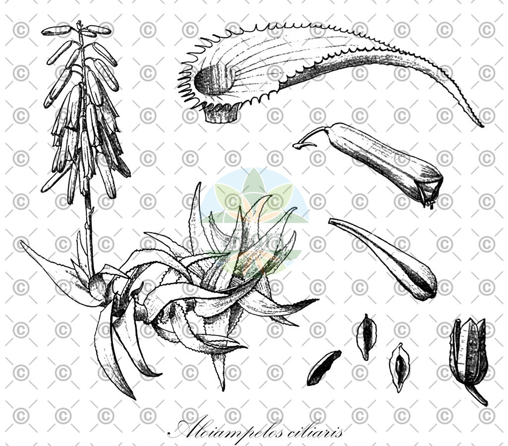 HistAbb_wfo-0001335025_1_ENZY_Simple | Historische Abbildung von Aloiampelos ciliaris - Asphodelaceae | Historical Illustration of Aloiampelos ciliaris - Asphodelaceae