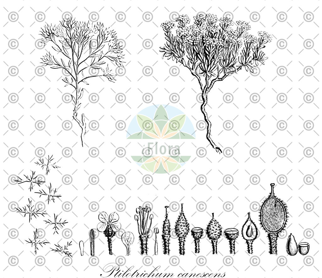 HistAbb_wfo-0001032932_1_ENZY_Simple | Historische Abbildung von Ptilotrichum canescens - Brassicaceae | Historical Illustration of Ptilotrichum canescens - Brassicaceae