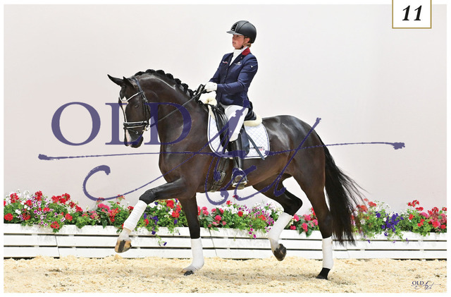 11 Beloved DE330814816 HE-Rpf Benetton Dream - Fürstenball | <meta name="description" content="★Offizieller Merchandise und Foto-/Videostore des Oldenburger Verbandes.★ ✅Jetzt auch digital Ausdrucke erhältlich." />
<meta name="keywords" content="Merchandise Foto-/Videostore Oldenburger Verband Photographie 