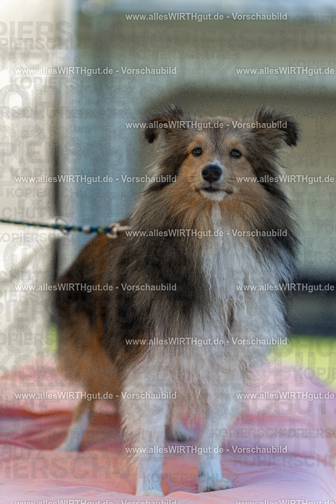 Hundeschwimmen_Volksbad_2026-allesWIRTHgut_Tierfotografie-2609061056-100626-7R509277 | Professionelle Tierfotografie in Mönchengladbach von Daniel Wirth (allesWIRTHgut). Liebevolle & natürliche Bilder von Hunden & Katzen für unvergessliche Erinnerungen.